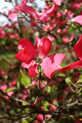 Cornus florida 'Cherokee Chief' - dřín květnatý - květ 3